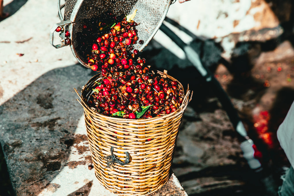 5 Cool Facts About Costa Rican Coffees